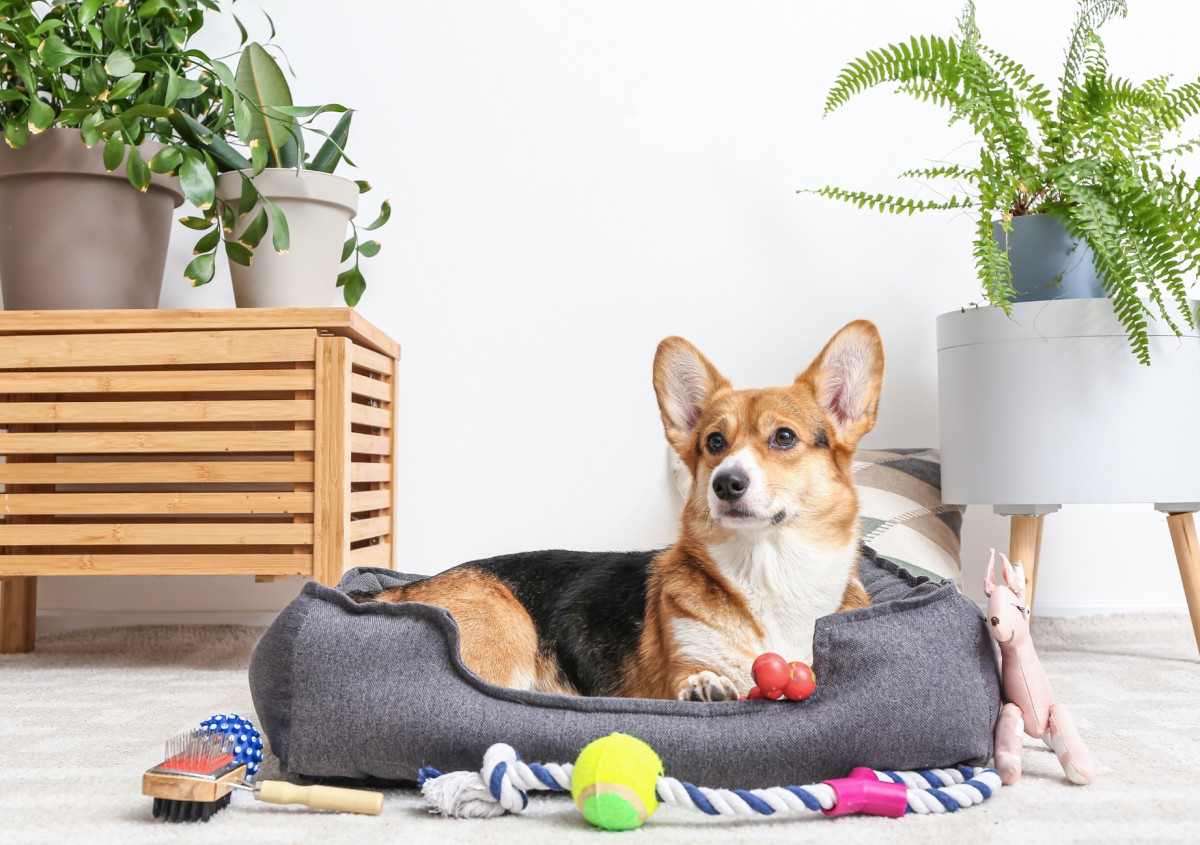 BLOG: Top tips on preparing your home for market when you have pets by Associate Valuer, Emma Battson